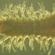 Illustration for article titled This Leech Can Survive For 24 Hours in Liquid Nitrogen